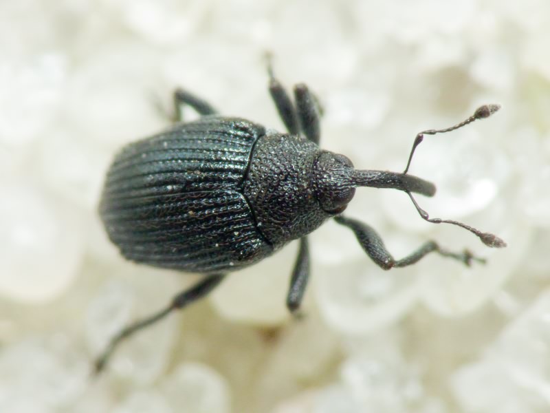 Ceutorhynchus minutus (Reich, 1797)